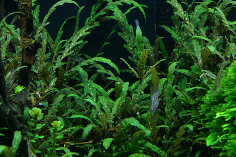 Hygrophila pinnatifida – Fiederspaltiger Wasserfreund – Bild 3