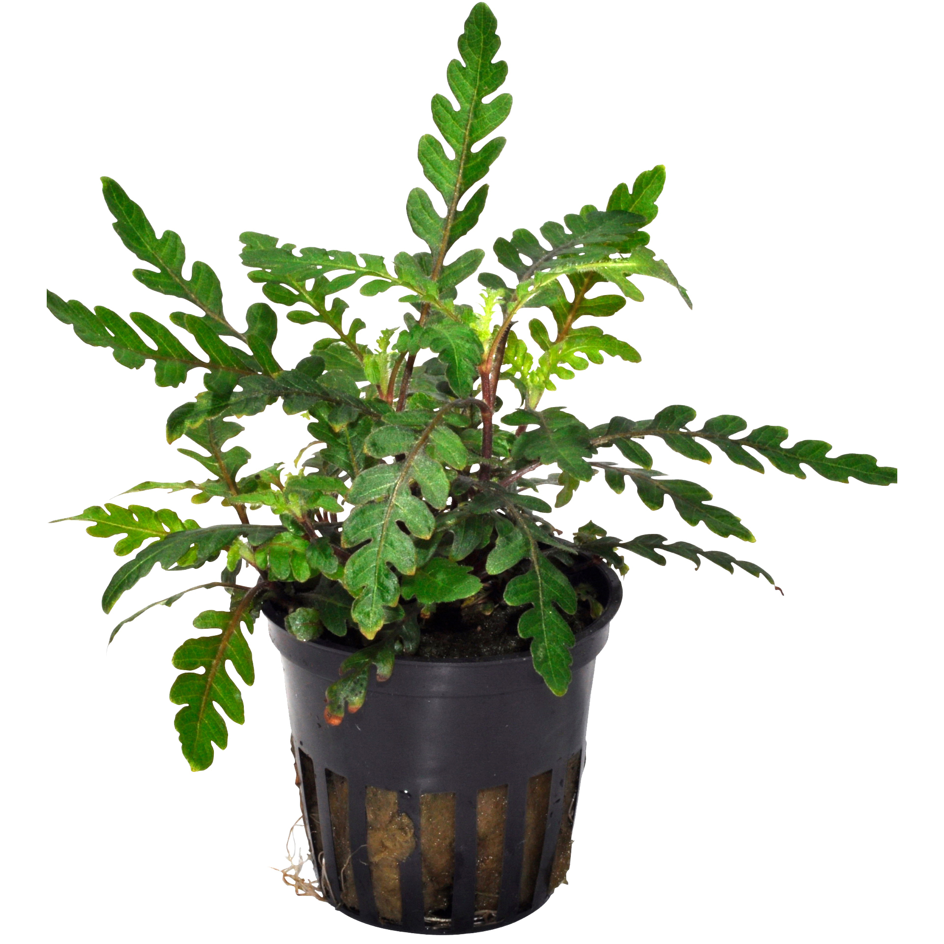 Hygrophila pinnatifida – Fiederspaltiger Wasserfreund – Bild 4