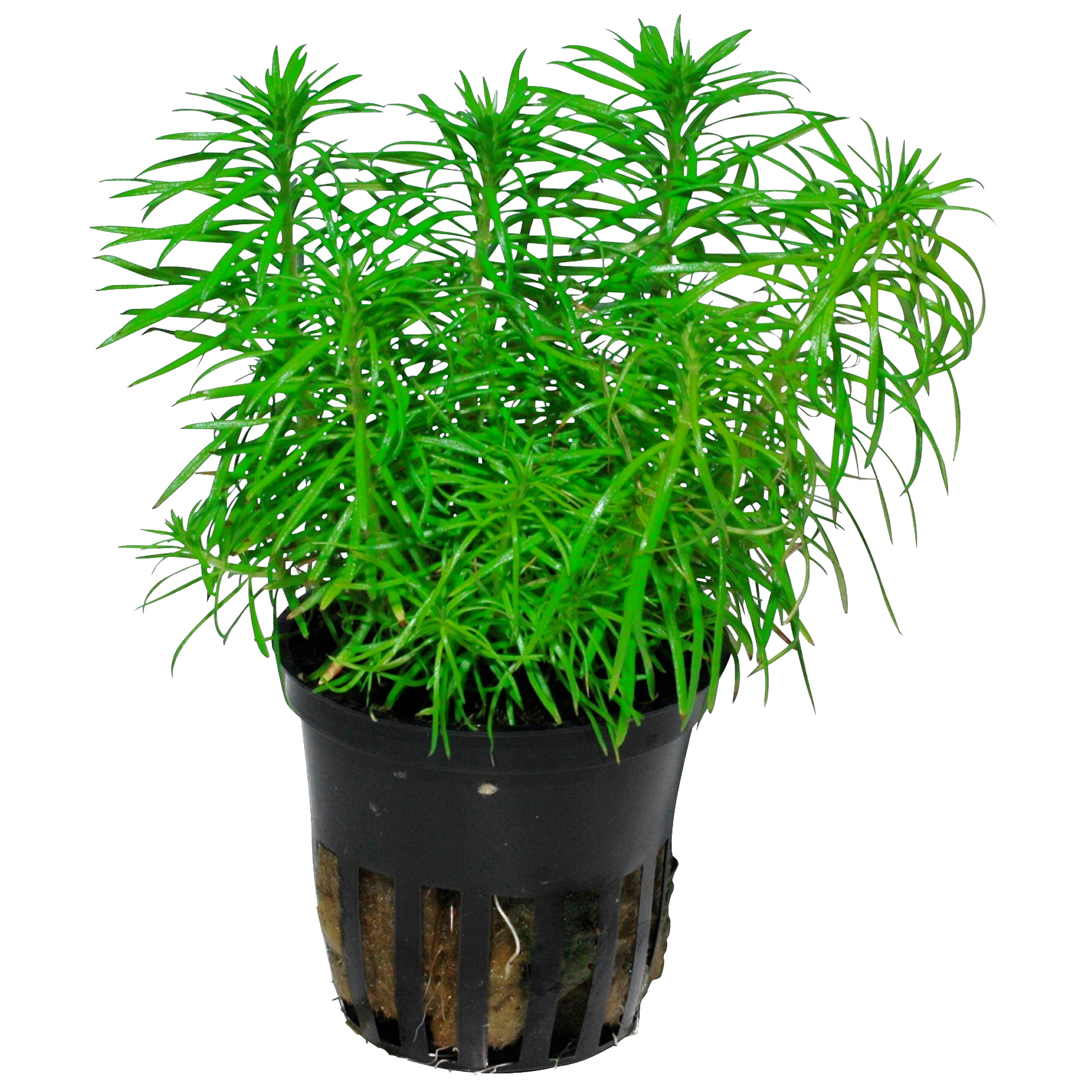 Pogostemon deccanensis – Indische Sternpflanze – Bild 3
