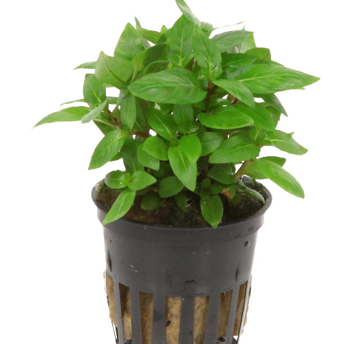 Staurogyne repens - Kriechende Staurogyne – Bild 3