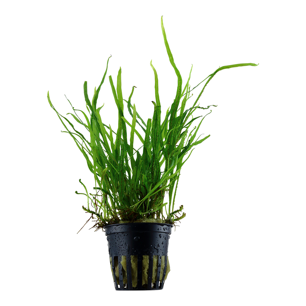 Microsorum pteropus 'Trident' – Trident-Javafarn – Bild 3