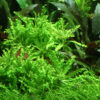 Pogostemon helferi