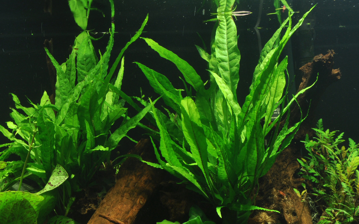Microsorum pteropus – Javafarn XL-Mutterpflanze – Bild 2