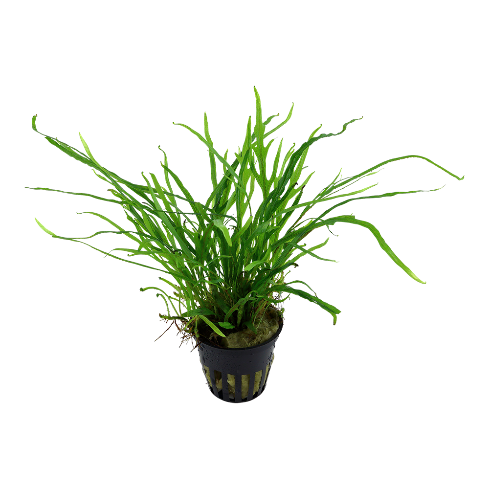 Microsorum pteropus 'Trident' – Trident-Javafarn – Bild 2