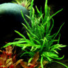 Microsorum pteropus 'Trident'