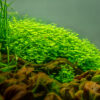 Hydrocotyle tripartita
