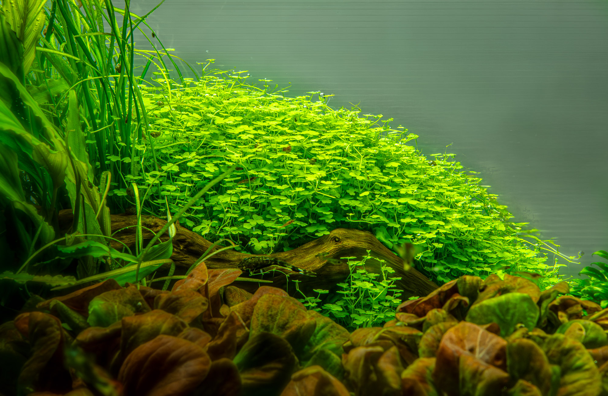 Hydrocotyle tripartita