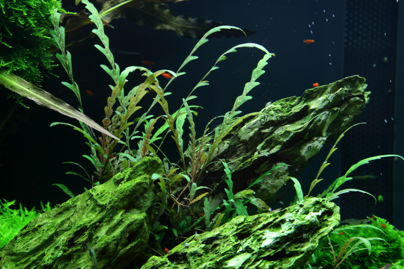 Hygrophila pinnatifida – Fiederspaltiger Wasserfreund – Bild 2