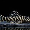 Kolumbianischer Zebrawels