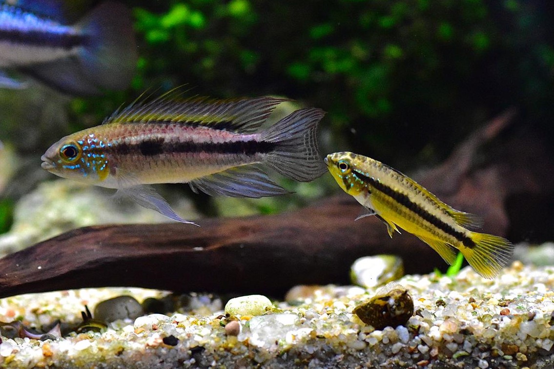 Apistogramma Bitaeniata "Peru Blue" Zweistreifen Zwergbuntbarsch