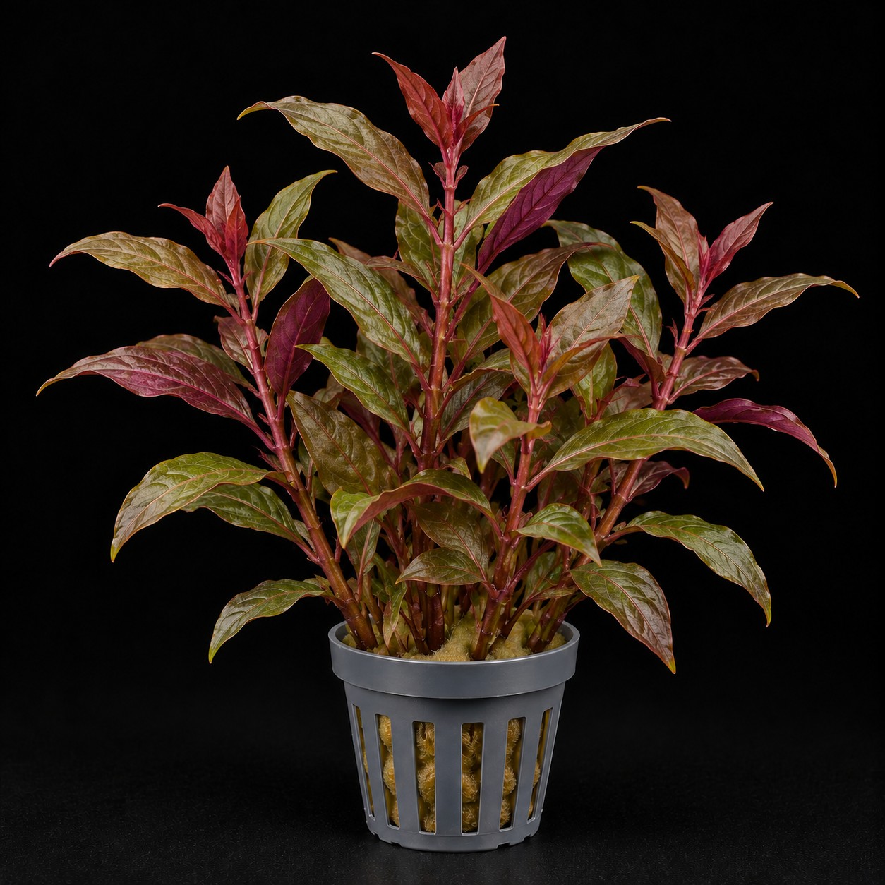 Alternanthera reineckii