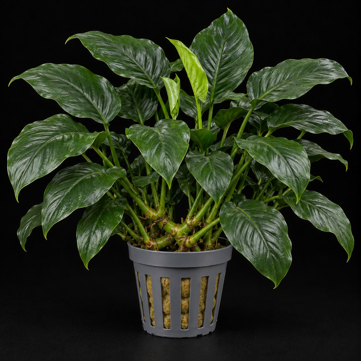 Anubias barteri XL