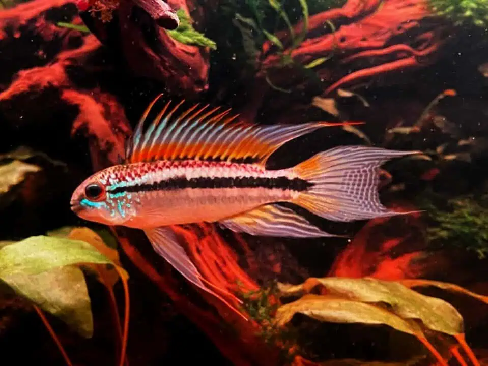 Apistogramma Bitaeniata - Zweistreifen Zwergbuntbarsch