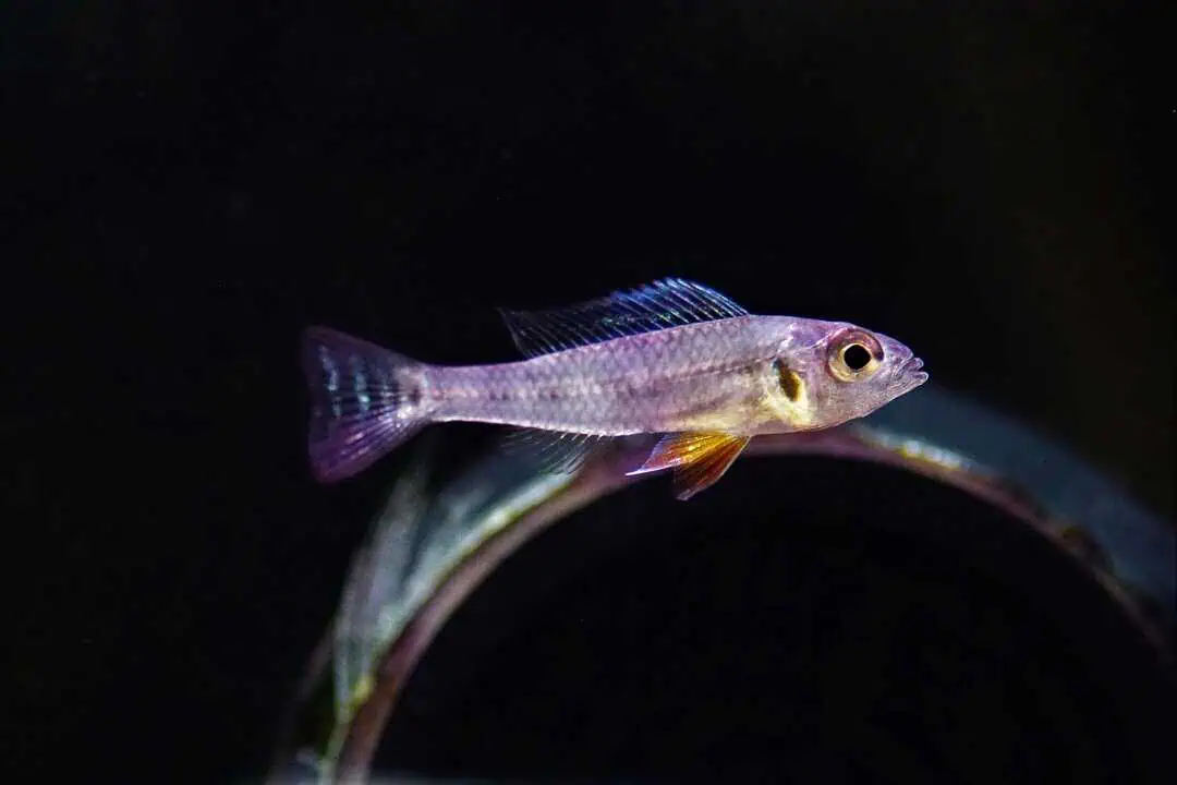 Biotoecus Opercularis - Zwerg-Sandbuntbarsch