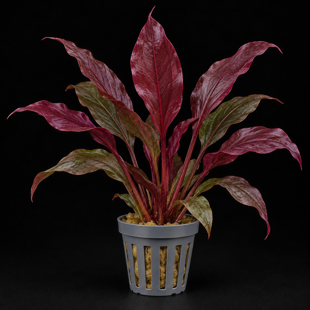 Echinodorus "Aflame"