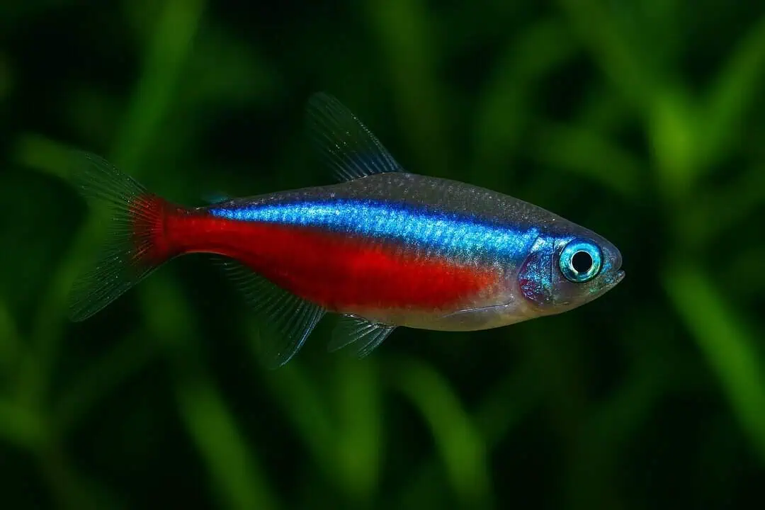 Paracheirodon Axelrodi - Roter Neonsalmler