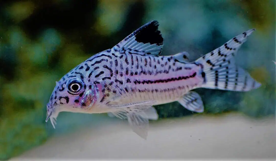 Corydoras Julii - Juli Panzerwels