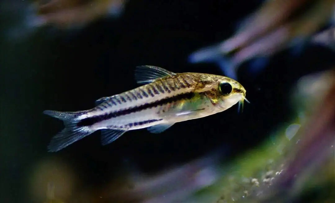 Corydoras pygmaeus - Zwergpanzerwels