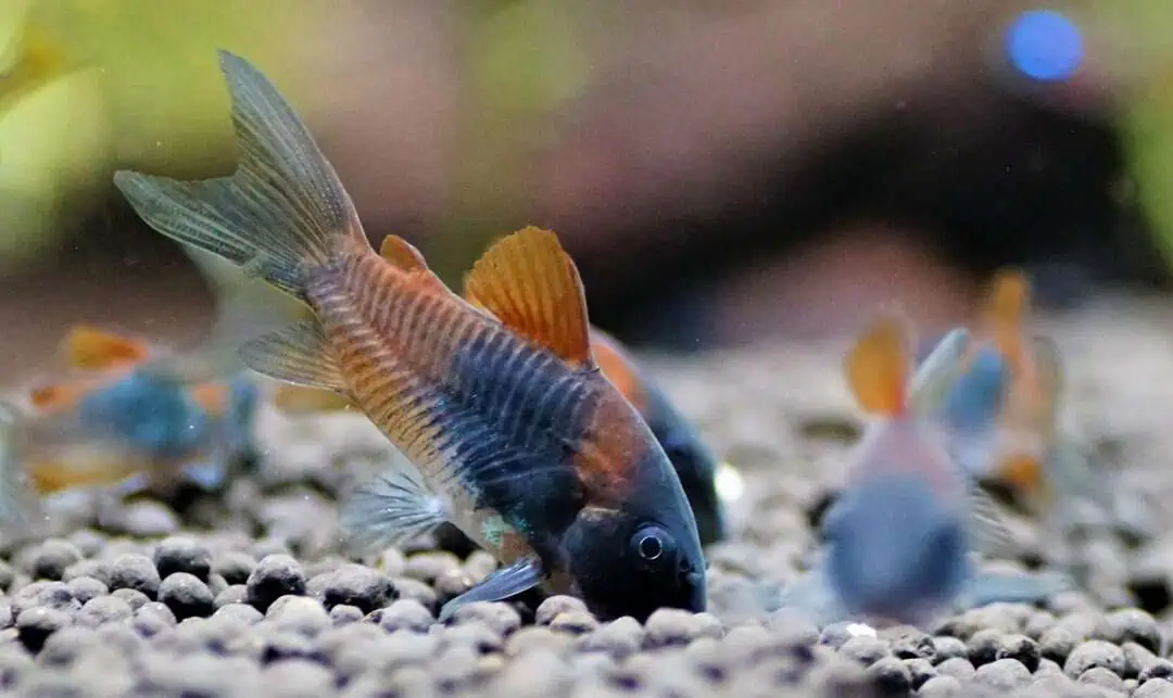 Corydoras venezuelanus Orange - Rostroter  Venezuela Panzerwels