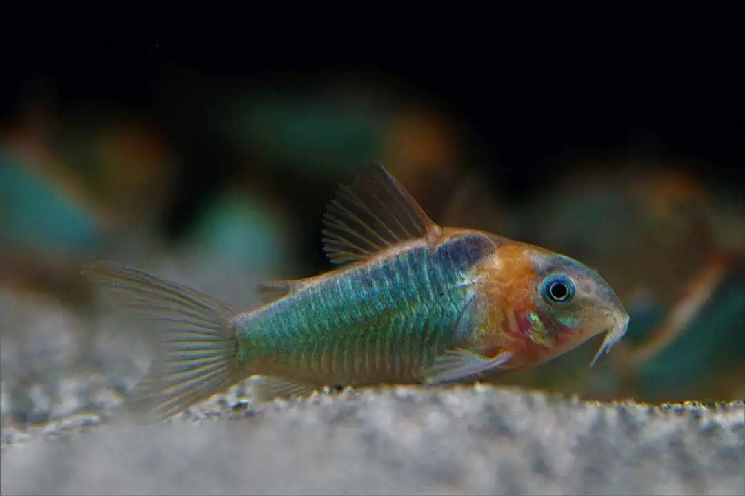 Corydoras Eques - Dreieckspanzerwels