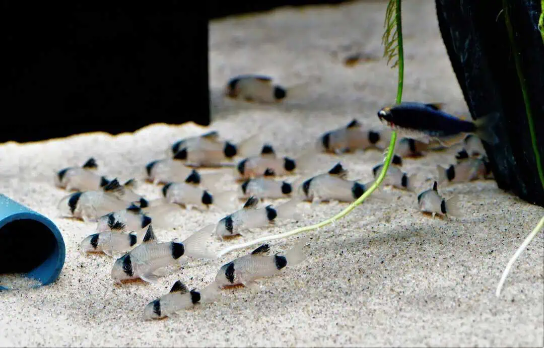 Corydoras Panda - Panda-Panzerwels