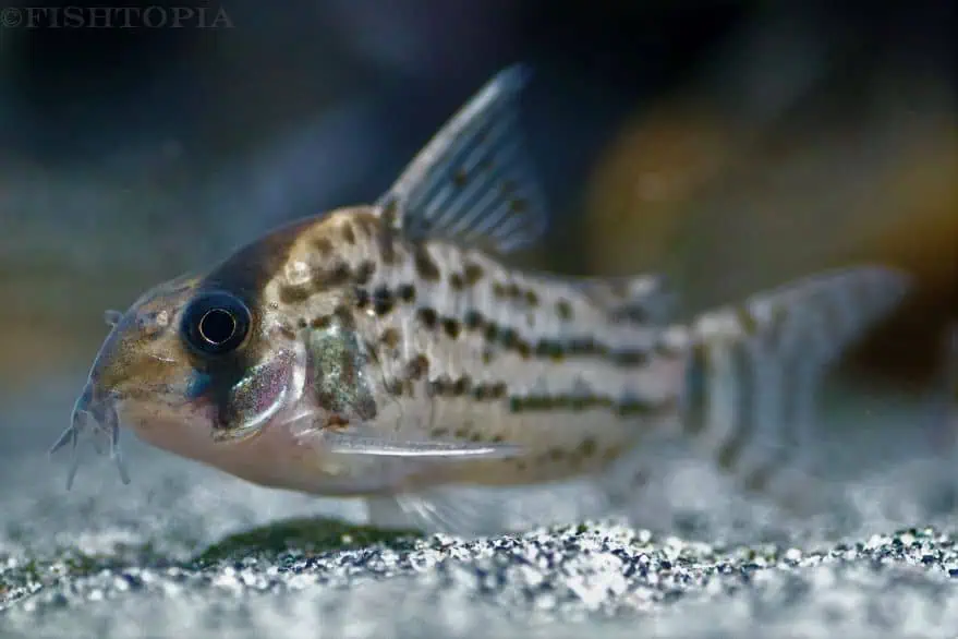 Corydoras schwartzi - Bänder Panzerwels
