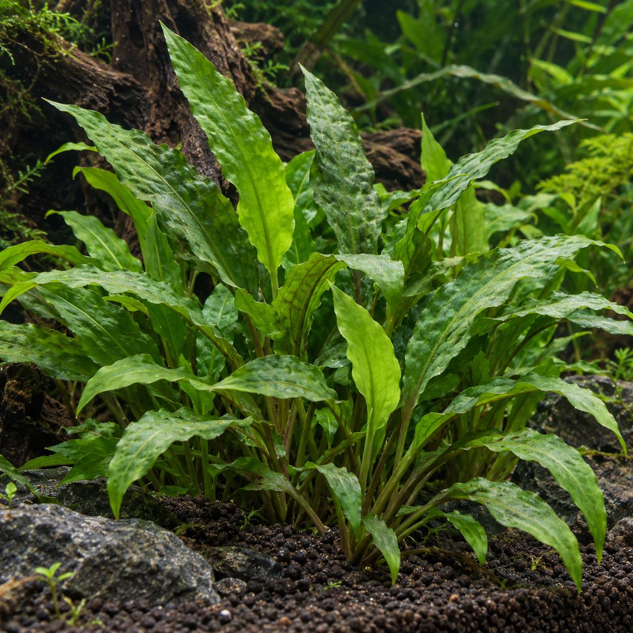 Cryptocoryne wendtii 'Green' – Grüner Wendtscher Wasserkelch – Bild 2