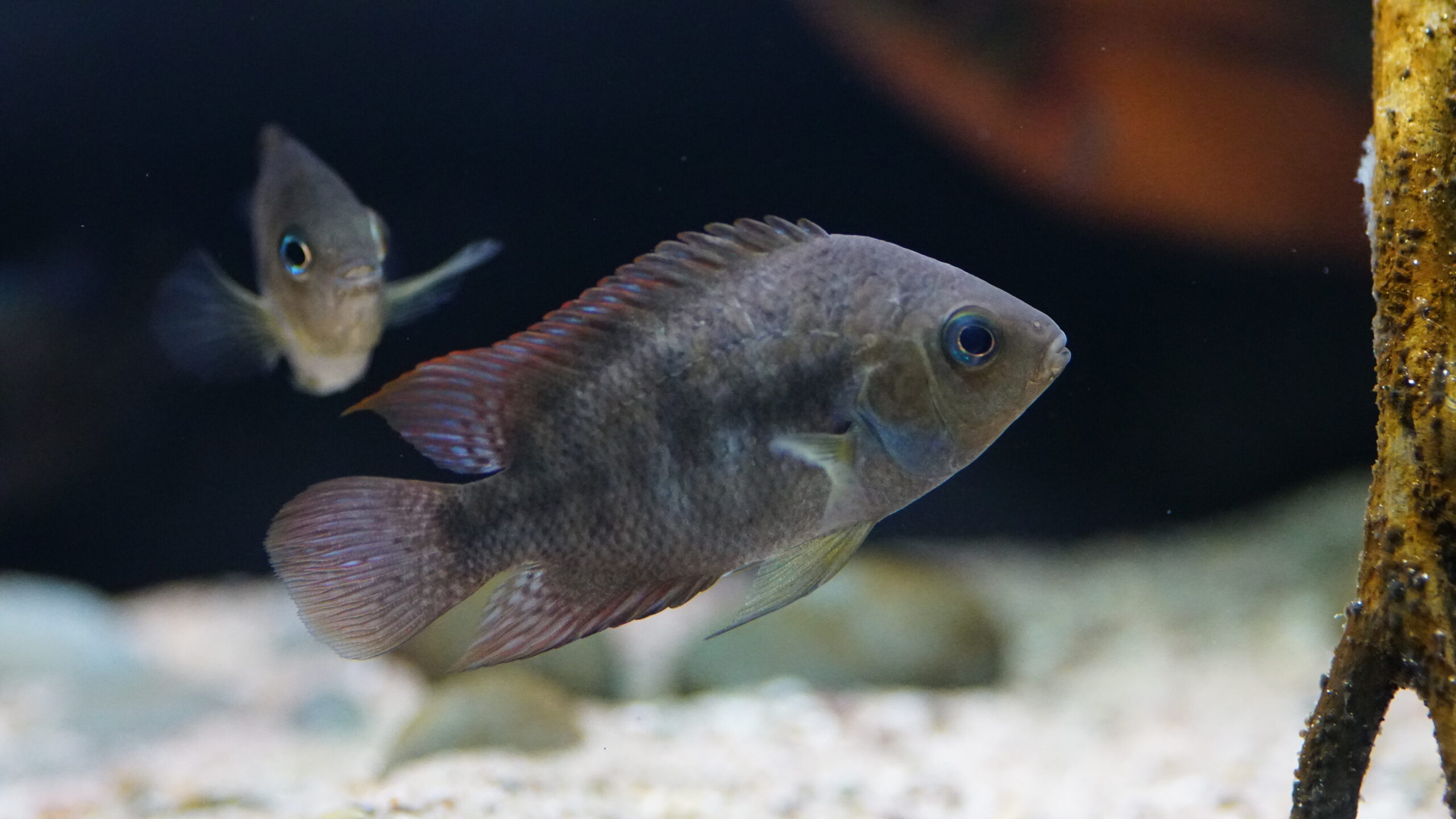 Buntbarsche Fishtopia