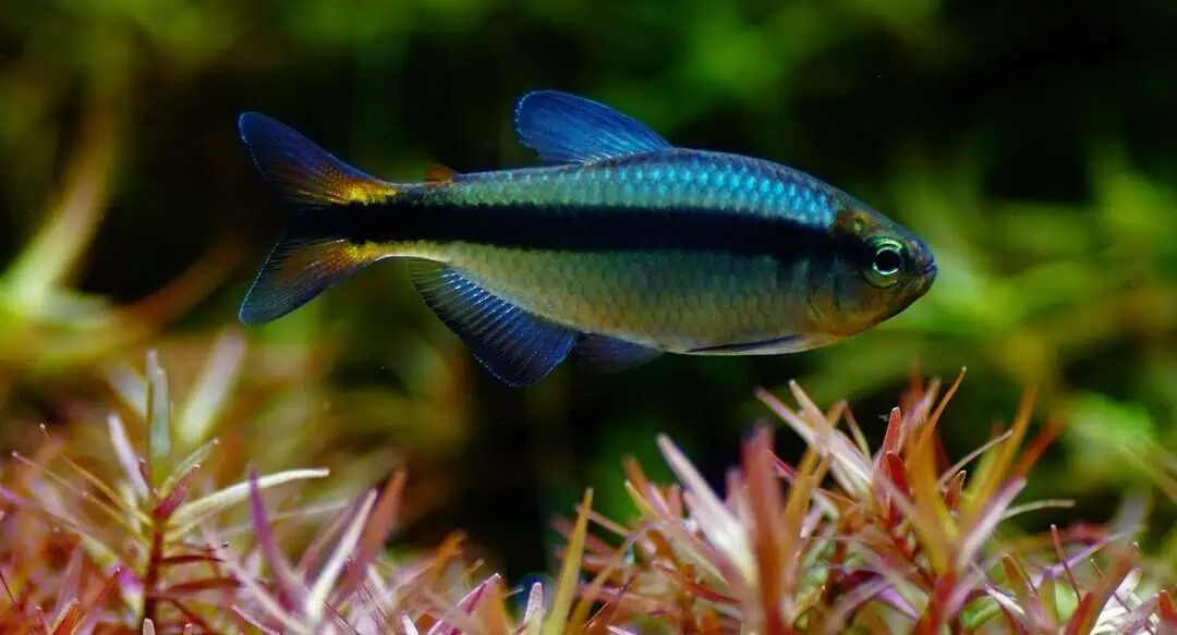 Hyphessobrycon Melanostichos - Blauer Schwarzbandsalmler