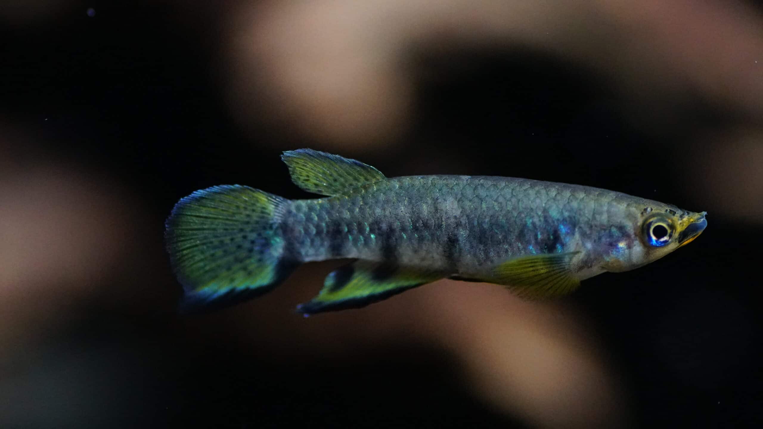 Killifische