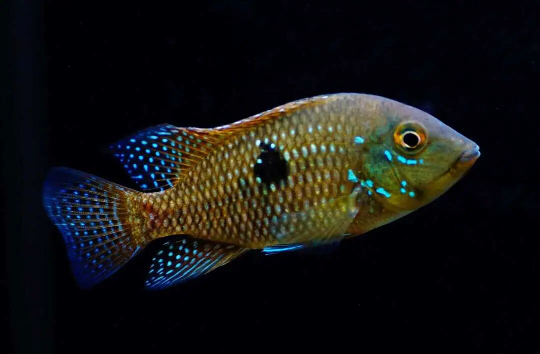Geophagus Brasiliensis - Brasil-Perlmutt-Buntbarsch