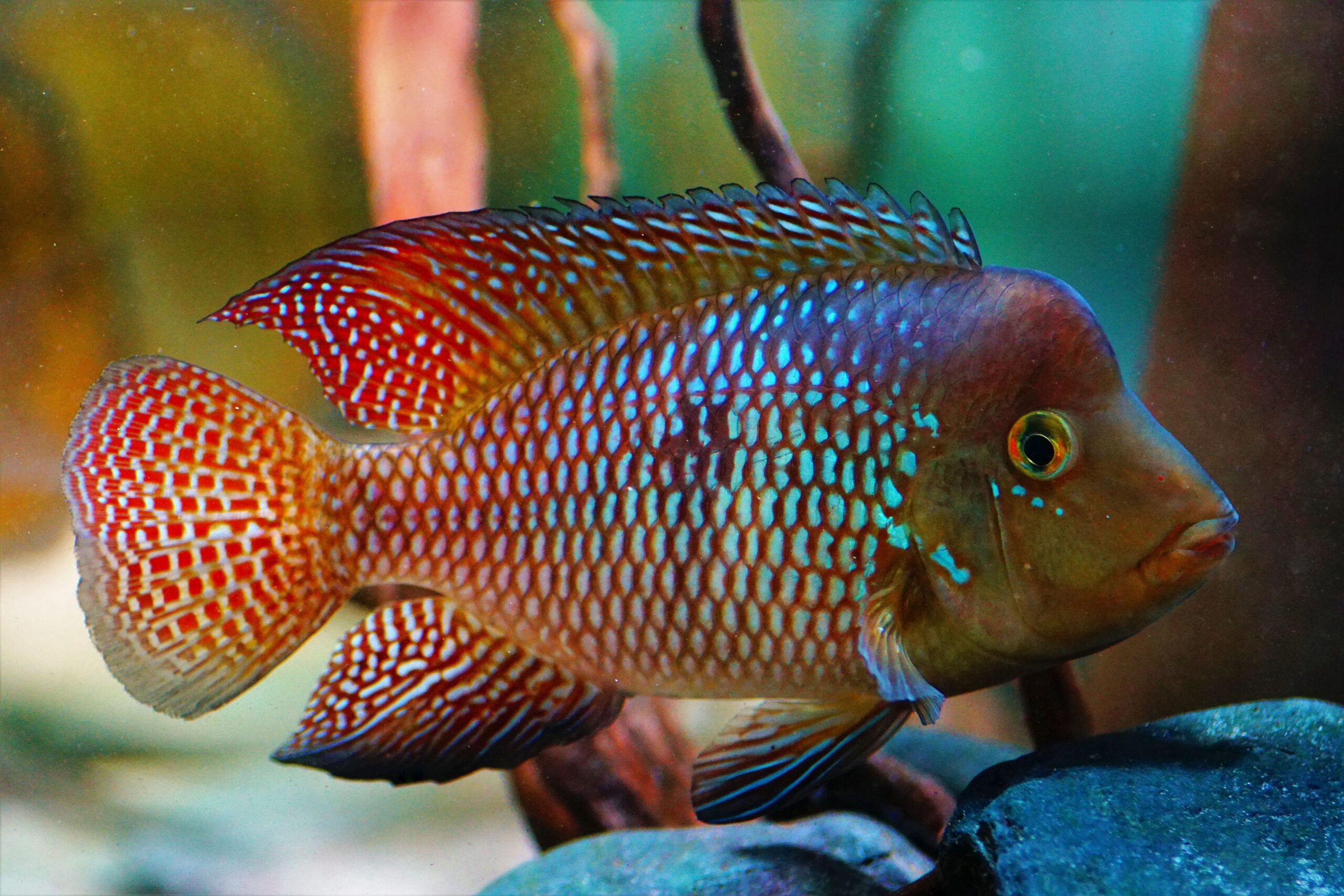 Geophagus Brasiliensis - Brasil-Perlmutt-Buntbarsch
