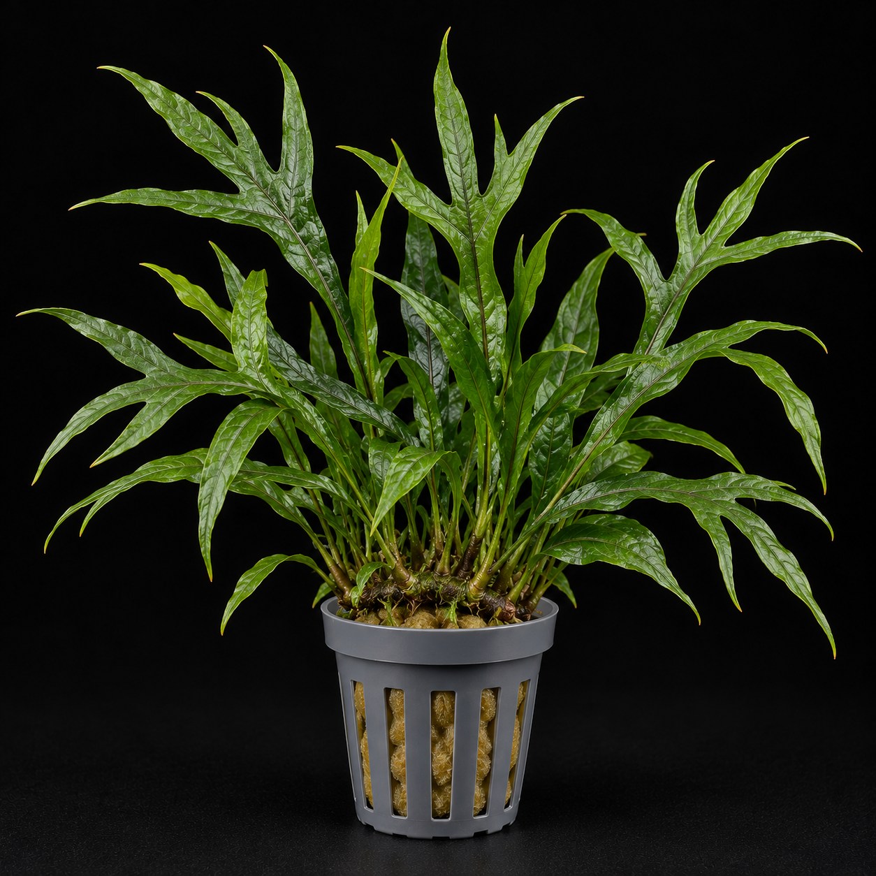 Microsorum pteropus 'Trident'