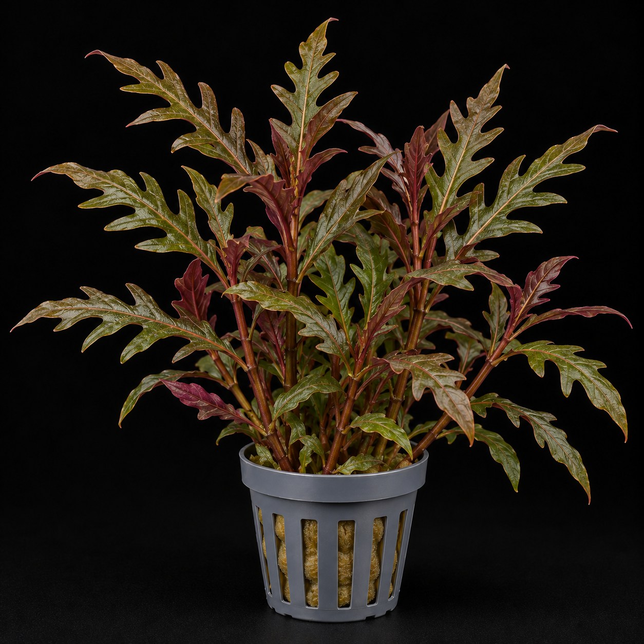 Hygrophila pinnatifida