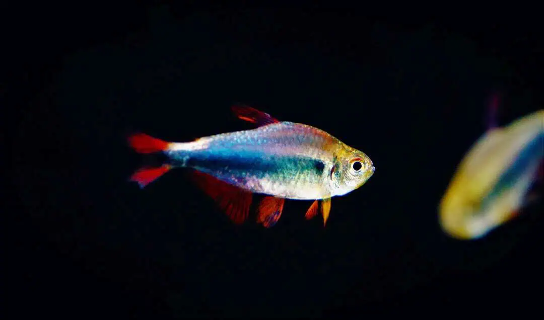 Hyphessobrycon Margitae - Rot-Blauer Perusalmler
