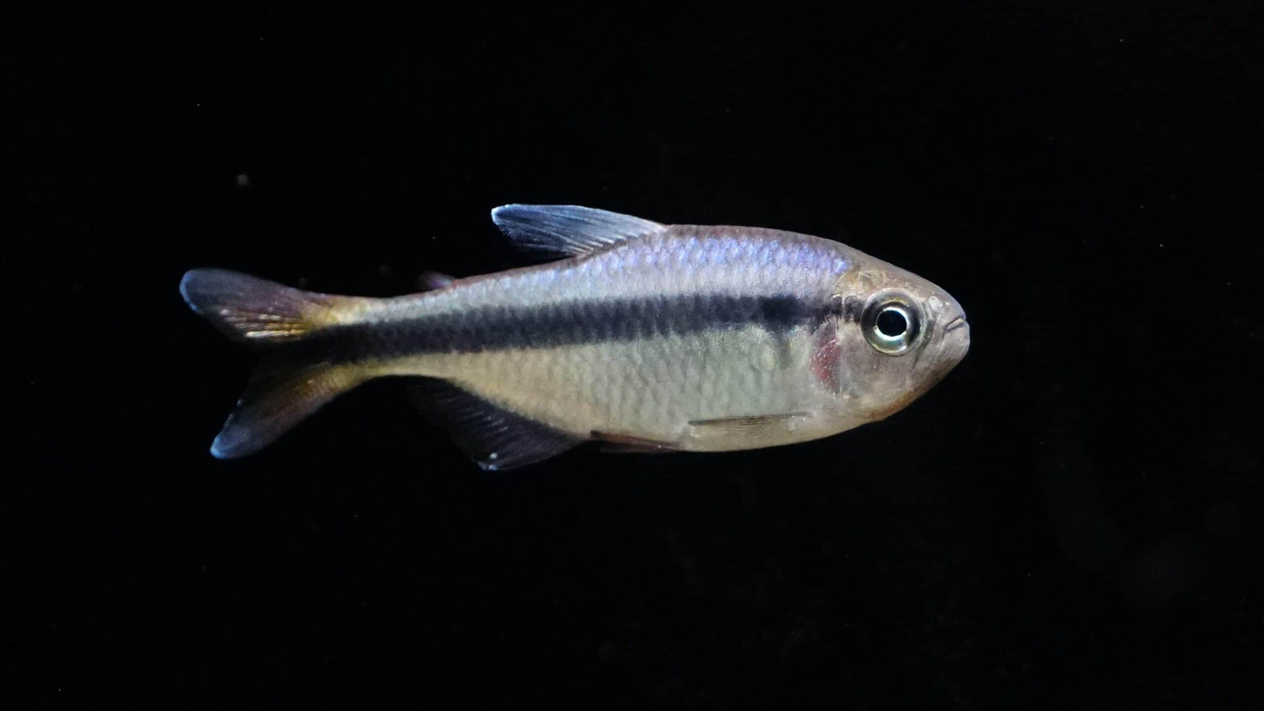 Salmler