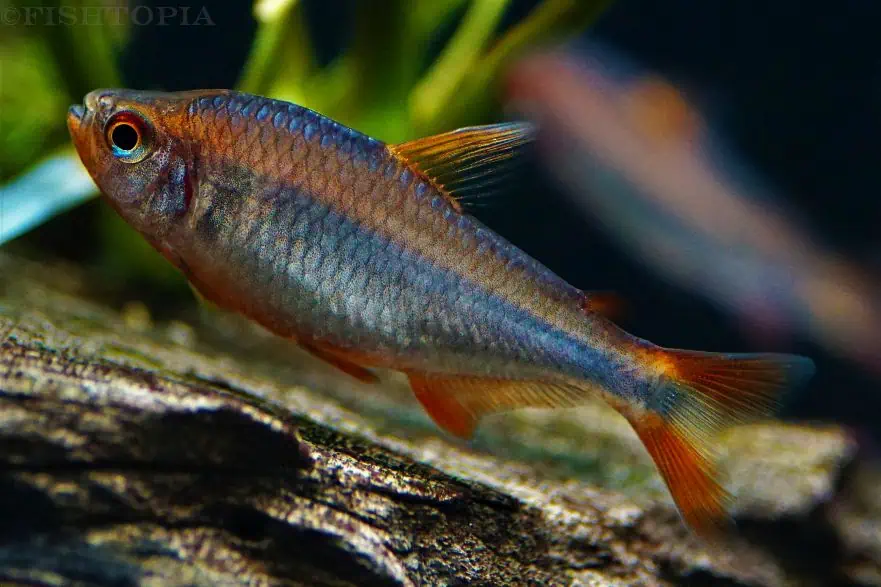 Hyphessobrycon Wadai - Brombeersalmler