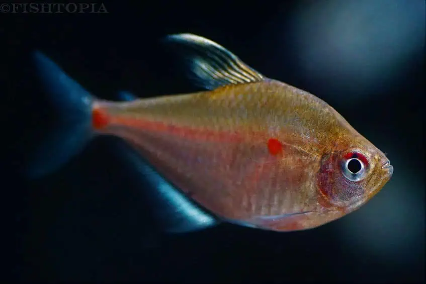 Hyphessobrycon socolofi - Kirschflecksalmler