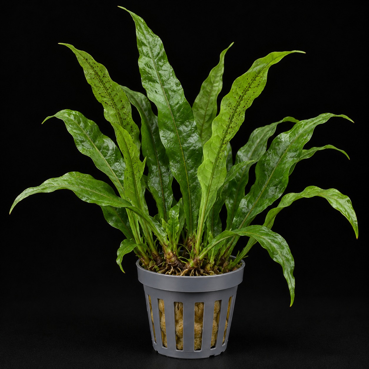 Microsorum pteropus