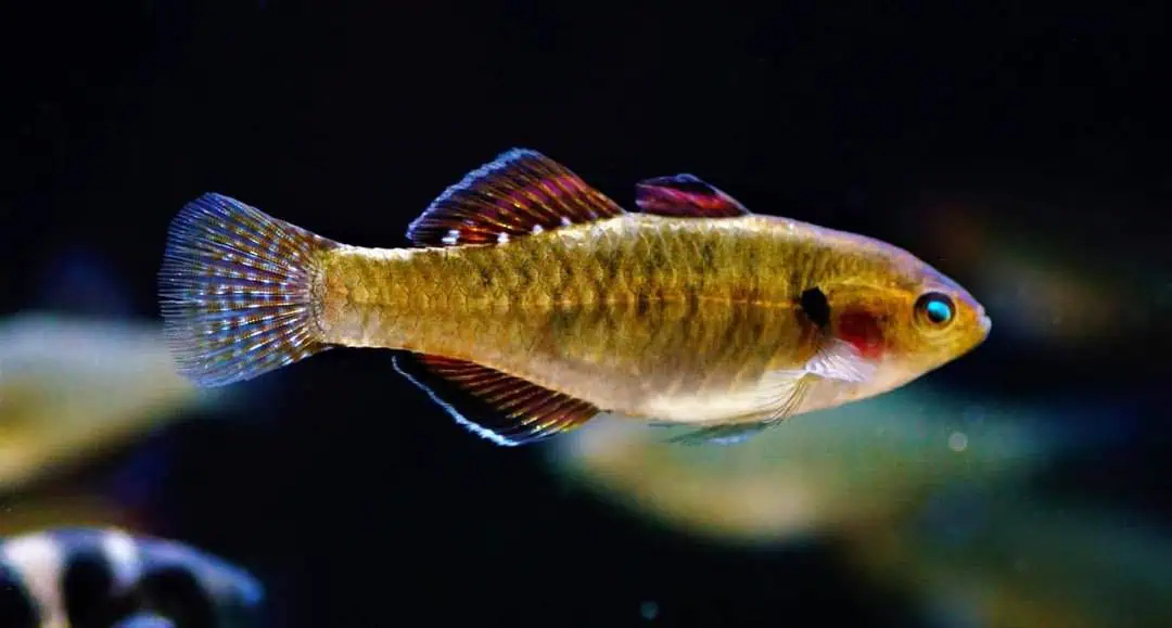 Hypseleotris Compressa - Rote Kaisergrundel