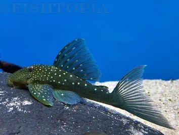 L128 Hemiancistrus spec - Blauer Phantomwels