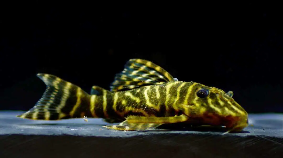 L129 Hypancistrus debilittera - Kolumbianischer-Zebrawels 4-6cm