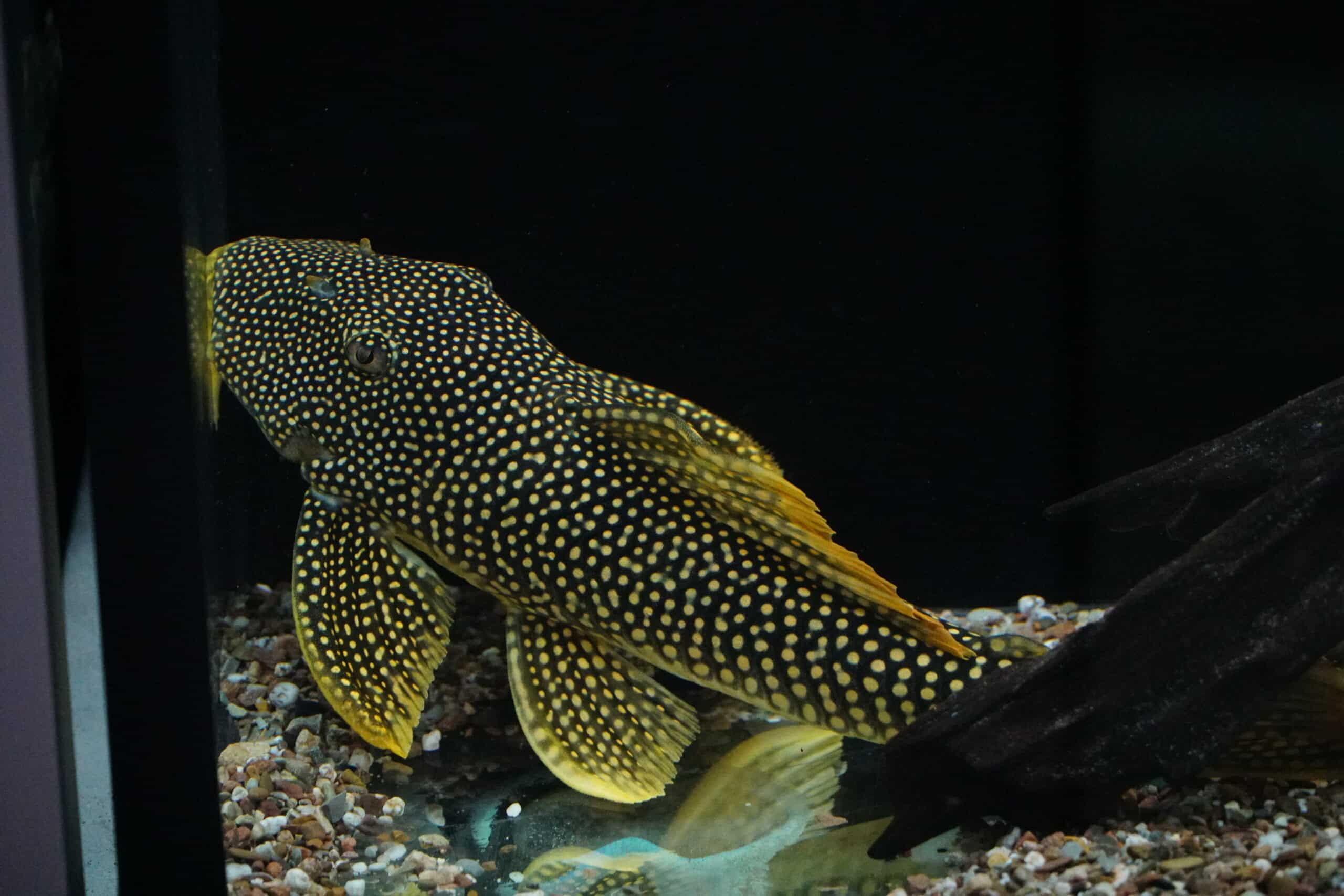 L14 Scobinancistrus aureatus - Sonnenwels XL ab 25cm – Bild 3