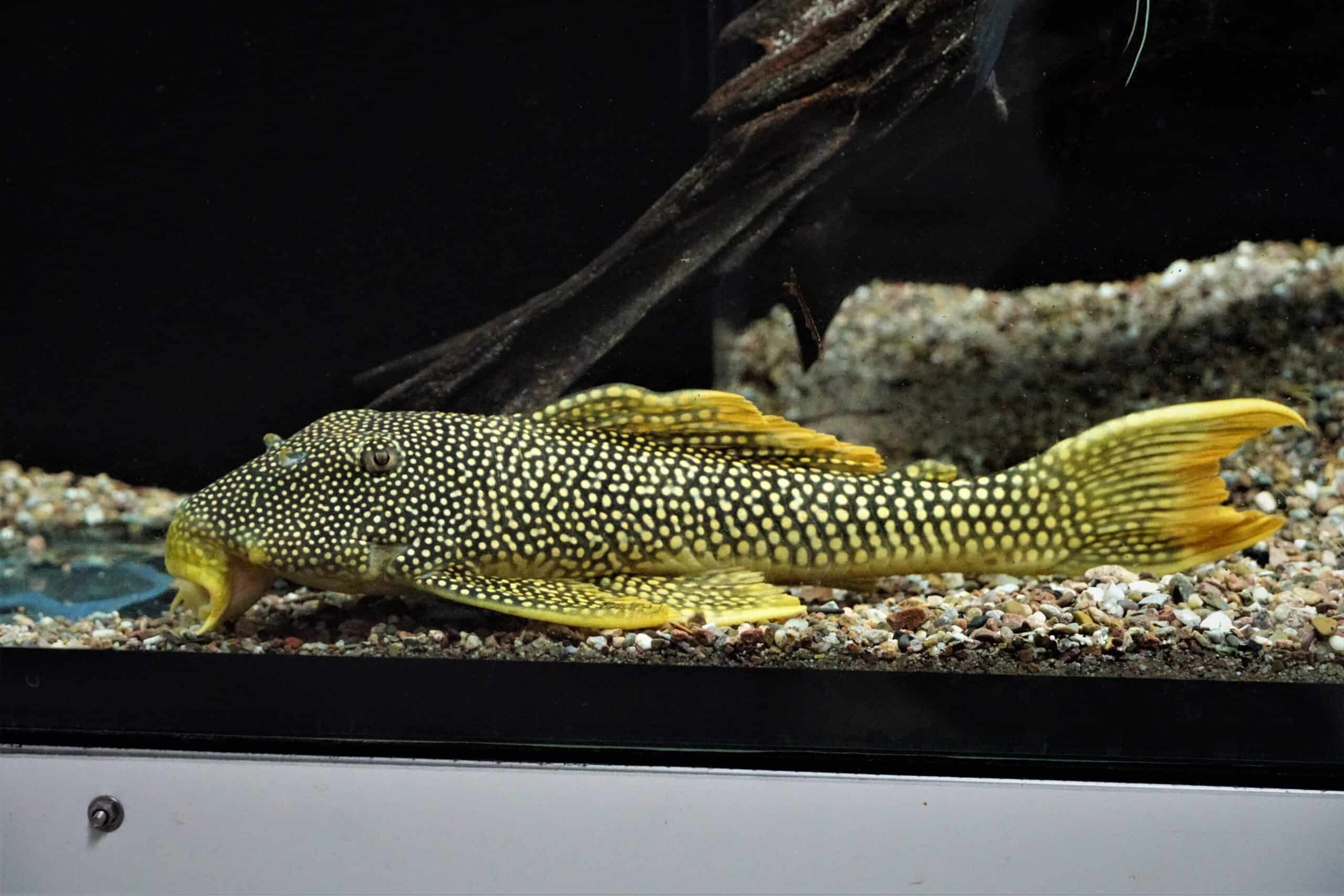 L14 Scobinancistrus aureatus - Sonnenwels XL ab 25cm – Bild 2