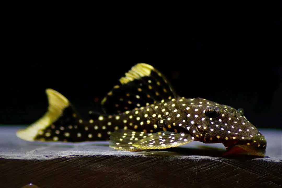 L81-Baryancistrus xanthellus - Orangesaum-Prachtharnischwels 5-7cm