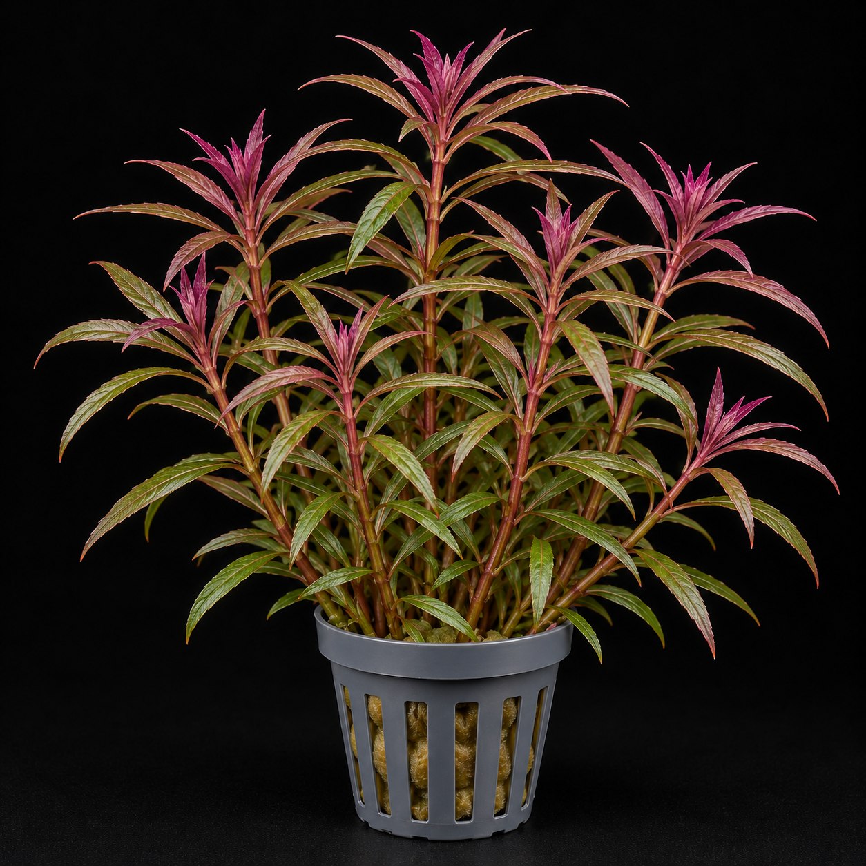 Limnophila hippuridoides