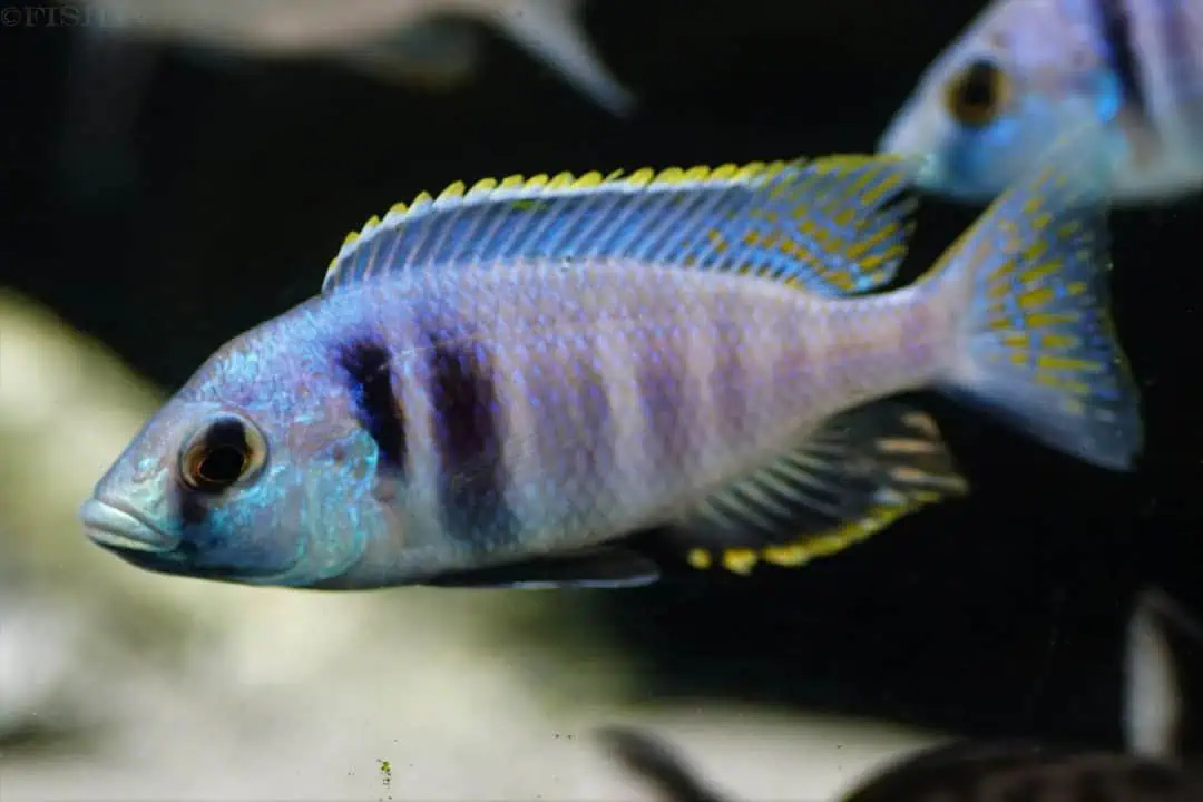 Placidochromis electra Likoma - Likoma Maulbrüter