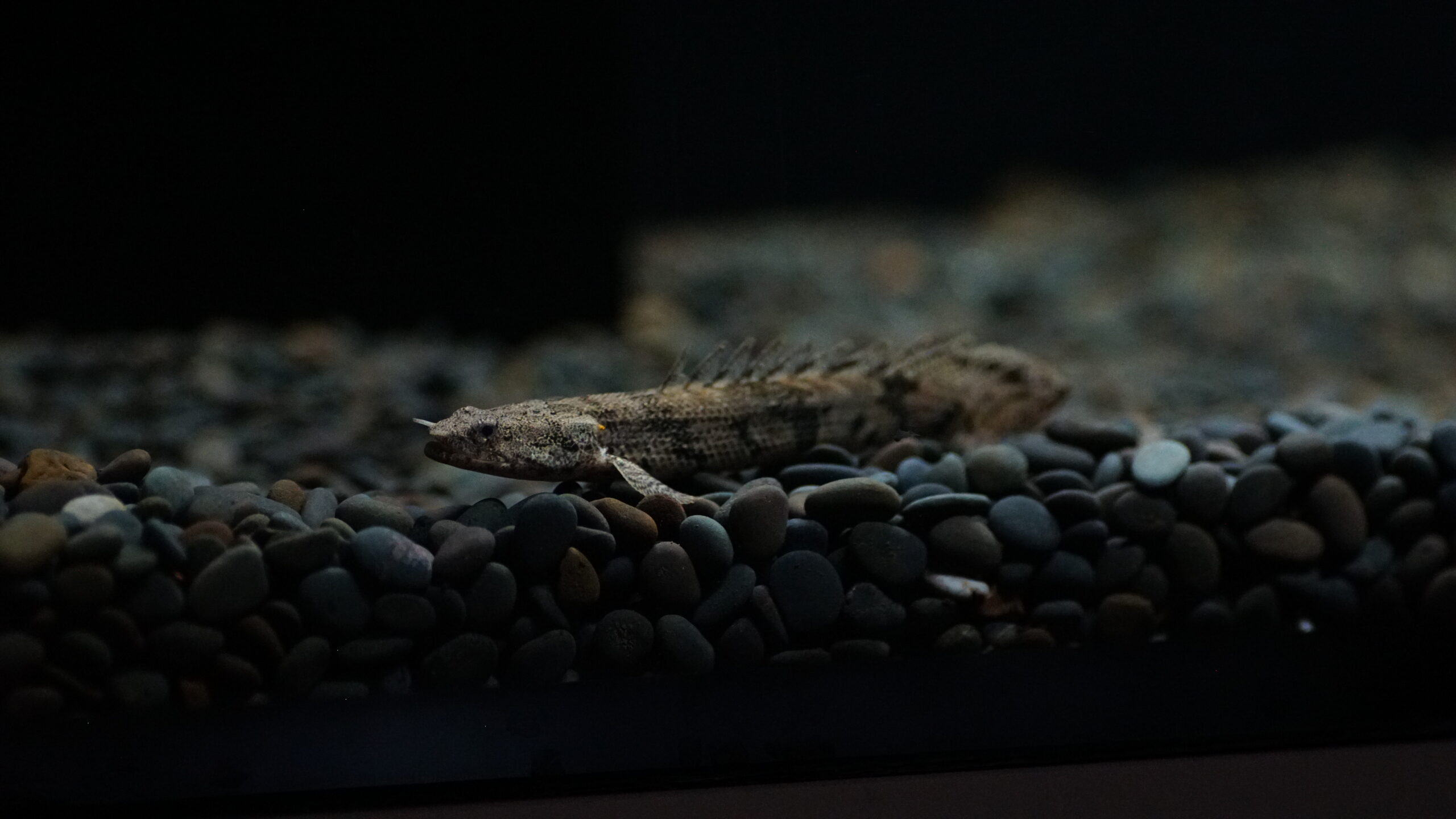 Polypterus endlicherii - Endlichers Flösselhecht 8-10cm