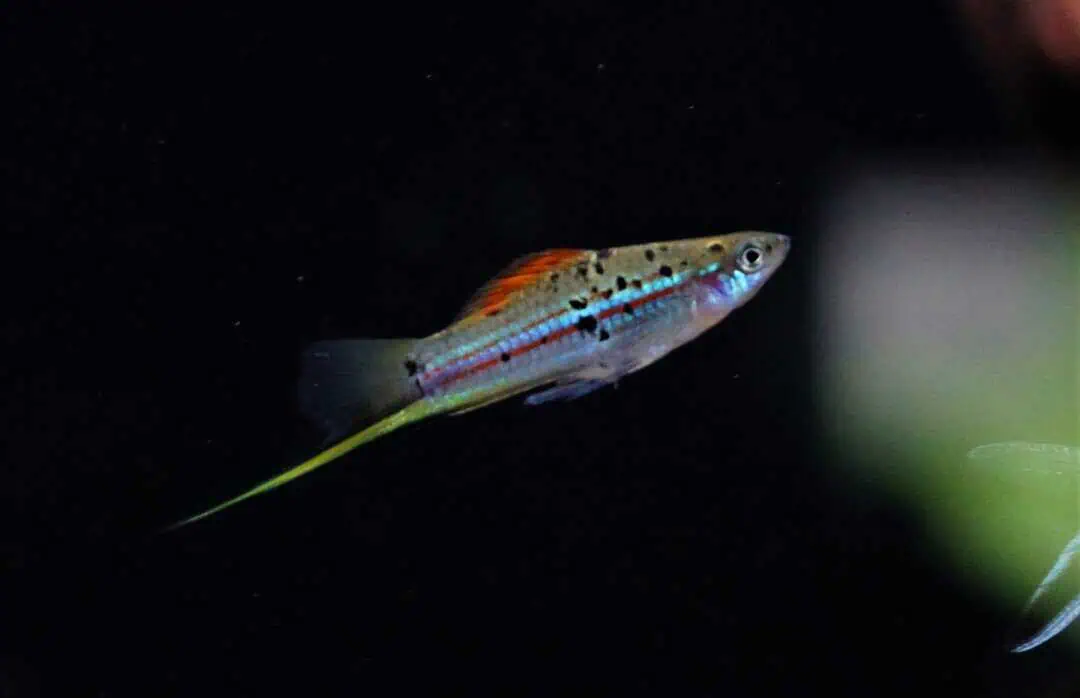 Xiphophorus hellerii Rio Atoyac - Grüner Schwertträger