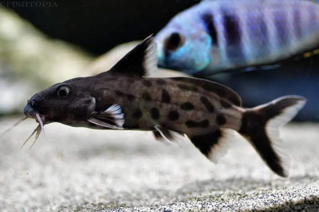 Synodontis multipunctatus - Vielpunkt Fiederbartwels